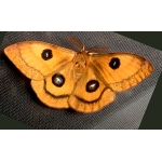 Tau Emperor Aglia tau Pupae 